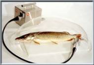 Колпак для рыбочистки KT-S Колпак для рыбочистки KT-S